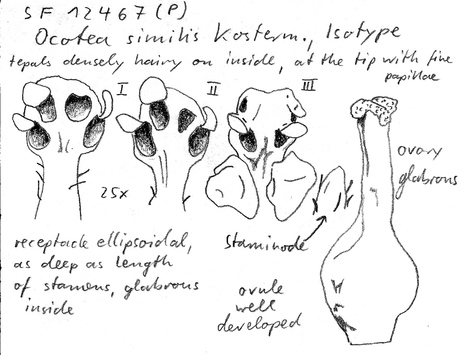 Vorschaubild Ocotea similis Kosterm.